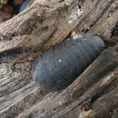 Laxta granicollis (Common bark or trilobite cockroach) at Flea Bog Flat to Emu Creek Corridor - 14 Mar 2023 by JohnGiacon