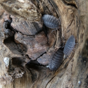 Porcellio scaber at Belconnen, ACT - 14 Mar 2023