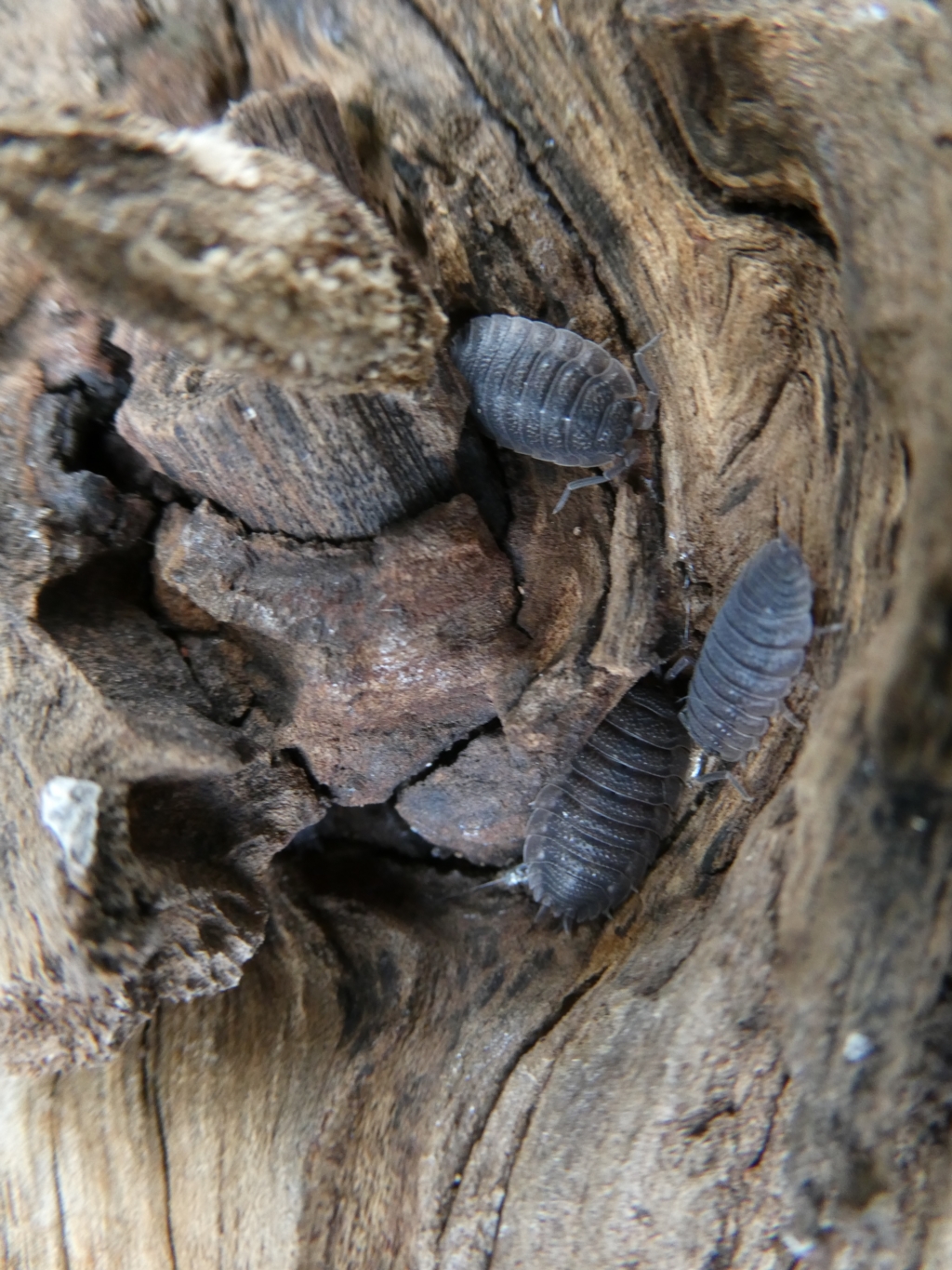 Porcellio scaber at Belconnen, ACT - 14 Mar 2023