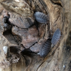 Porcellio scaber (Common slater) at Emu Creek - 14 Mar 2023 by JohnGiacon