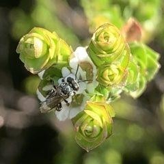 Tetragonula carbonaria (Stingless bee) at Royal National Park, NSW - 11 Mar 2023 by JudeWright