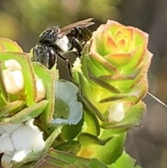 Tetragonula carbonaria at Royal National Park, NSW - 11 Mar 2023