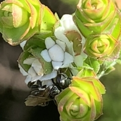 Tetragonula carbonaria at Royal National Park, NSW - suppressed