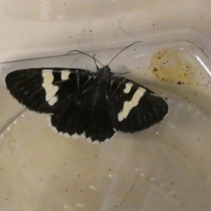 Phalaenoides glycinae at Belconnen, ACT - 15 Mar 2023