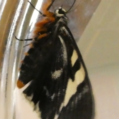 Phalaenoides glycinae at Belconnen, ACT - 15 Mar 2023