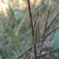 Hednota species near grammellus (Pyralid or snout moth) at Belconnen, ACT - 15 Mar 2023 by JohnGiacon