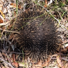 Tachyglossus aculeatus (Short-beaked Echidna) at Wingecarribee Local Government Area - 15 Mar 2023 by Aussiegall