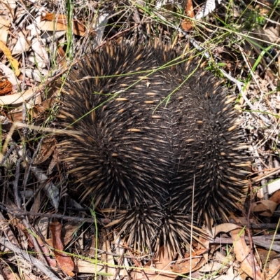 Tachyglossus aculeatus (Short-beaked Echidna) at Penrose - 15 Mar 2023 by Aussiegall