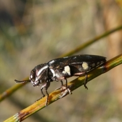 Diphucrania duodecimmaculata (12-spot jewel beetle) at Flea Bog Flat to Emu Creek Corridor - 15 Mar 2023 by JohnGiacon