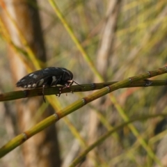 Diphucrania duodecimmaculata at Belconnen, ACT - 15 Mar 2023