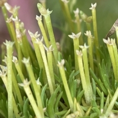 Scleranthus biflorus (Twin-flower Knawel) at Tinderry Mountains - 15 Mar 2023 by JaneR