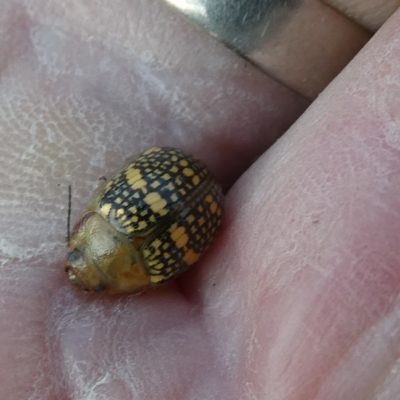 Paropsis pictipennis (Tea-tree button beetle) at Emu Creek - 15 Mar 2023 by JohnGiacon