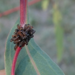 Paropsis atomaria (Eucalyptus leaf beetle) at Flea Bog Flat to Emu Creek Corridor - 15 Mar 2023 by JohnGiacon