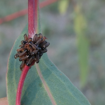 Paropsis atomaria (Eucalyptus leaf beetle) at Belconnen, ACT - 15 Mar 2023 by JohnGiacon
