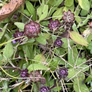 Prunella vulgaris at Tinderry, NSW - 15 Mar 2023