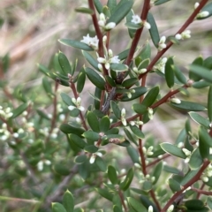 Monotoca scoparia (Broom Heath) at Tinderry Mountains - 15 Mar 2023 by JaneR