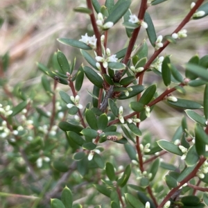 Monotoca scoparia at Tinderry, NSW - 15 Mar 2023