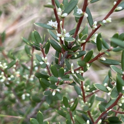 Monotoca scoparia (Broom Heath) at Tinderry Mountains - 15 Mar 2023 by JaneR