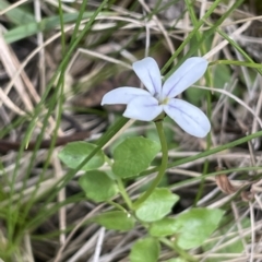 Lobelia pedunculata (Matted Pratia) at Tinderry Mountains - 15 Mar 2023 by JaneR