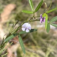 Glycine clandestina (Twining Glycine) at Tinderry Mountains - 15 Mar 2023 by JaneR