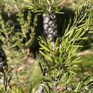 Callistemon pityoides at Tinderry, NSW - 15 Mar 2023 10:52 AM