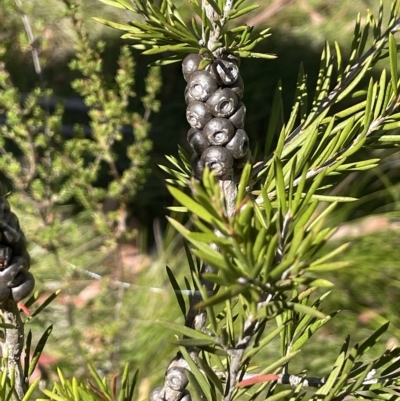 Callistemon pityoides (Alpine Bottlebrush) at Tinderry, NSW - 15 Mar 2023 by JaneR