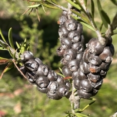 Callistemon pityoides at Tinderry, NSW - 15 Mar 2023