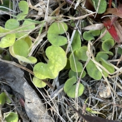 Dichondra repens (Kidney Weed) at Tinderry, NSW - 15 Mar 2023 by JaneR