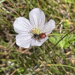 Geranium neglectum (Red-stemmed Cranesbill) at Tinderry, NSW - 15 Mar 2023 by JaneR