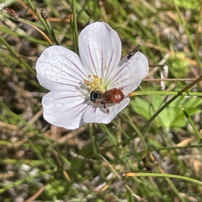 Geranium neglectum (Red-stemmed Cranesbill) at Tinderry, NSW - 15 Mar 2023 by JaneR