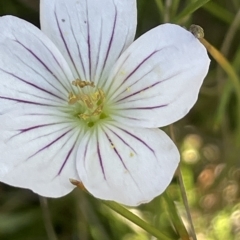 Geranium neglectum at Tinderry, NSW - 15 Mar 2023