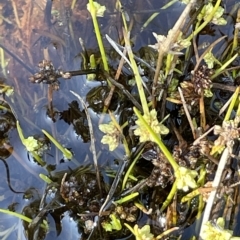 Isolepis gaudichaudiana (Benambra Club-sedge) at Tinderry, NSW - 15 Mar 2023 by JaneR