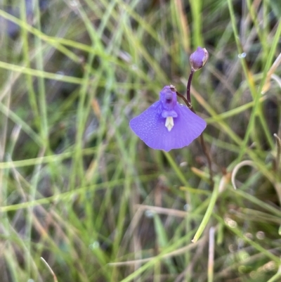 Utricularia dichotoma (Fairy Aprons, Purple Bladderwort) at Tinderry, NSW - 15 Mar 2023 by JaneR