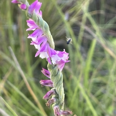 Spiranthes australis (Austral Ladies Tresses) at Tinderry, NSW - 15 Mar 2023 by JaneR