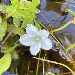 Montia australasica (White Purslane) at Tinderry, NSW - 15 Mar 2023 by JaneR