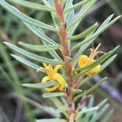 Persoonia chamaepeuce (Dwarf Geebung) at Tinderry, NSW - 15 Mar 2023 by JaneR