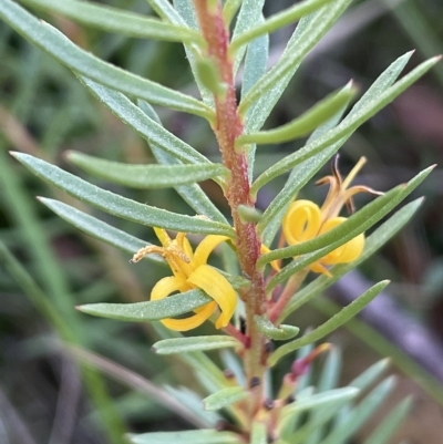 Persoonia chamaepeuce (Dwarf Geebung) at Tinderry, NSW - 15 Mar 2023 by JaneR