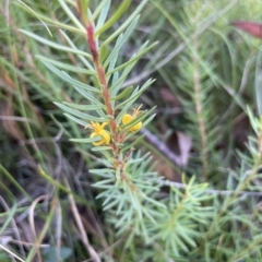 Persoonia chamaepeuce at Tinderry, NSW - 15 Mar 2023