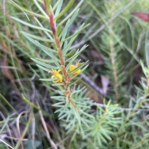 Persoonia chamaepeuce at Tinderry, NSW - 15 Mar 2023 10:37 AM