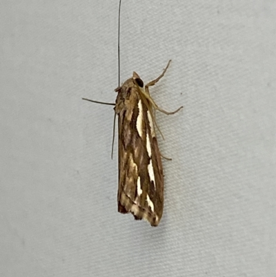 Meyrickella torquesauria (An Eribid Moth) at Jerrabomberra, NSW - 15 Mar 2023 by SteveBorkowskis