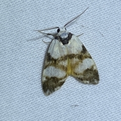 Thallarcha albicollis (Crossed Footman) at Jerrabomberra, NSW - 15 Mar 2023 by Steve_Bok