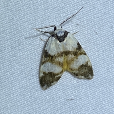 Thallarcha albicollis (Crossed Footman) at Jerrabomberra, NSW - 15 Mar 2023 by SteveBorkowskis