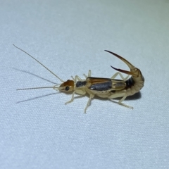 Labidura sp. (genus) (Unidentified Labidura earwig) at Jerrabomberra, NSW - 15 Mar 2023 by Steve_Bok