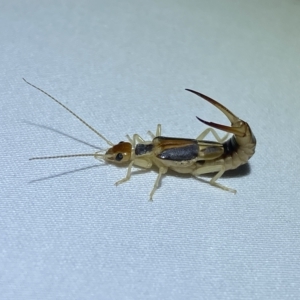 Labidura sp. (genus) at Jerrabomberra, NSW - suppressed