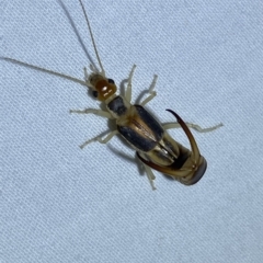 Labidura sp. (genus) at Jerrabomberra, NSW - suppressed