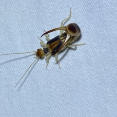 Labidura sp. (genus) at Jerrabomberra, NSW - suppressed