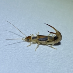 Labidura sp. (genus) at Jerrabomberra, NSW - suppressed