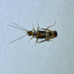 Labidura sp. (genus) at Jerrabomberra, NSW - suppressed