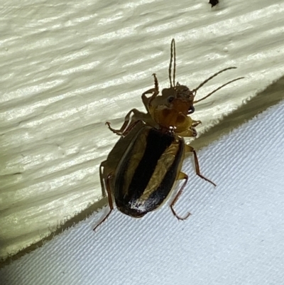 Philophlaeus sp. (genus) (Bark carab beetle) at QPRC LGA - 15 Mar 2023 by Steve_Bok