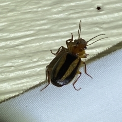 Philophlaeus sp. (genus) at Jerrabomberra, NSW - suppressed